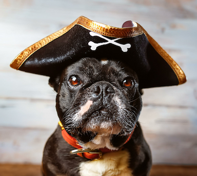 Top 10 Dog Costumes for Halloween
